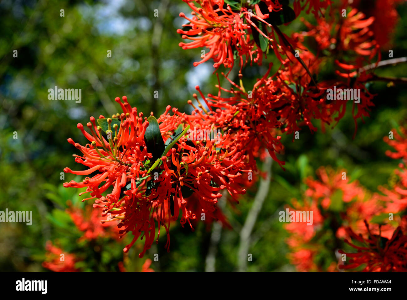 embothrium coccineum chliean fire bush red orange flowers flower flowering shrub shrubs tree trees exotic RM Floral Stock Photo