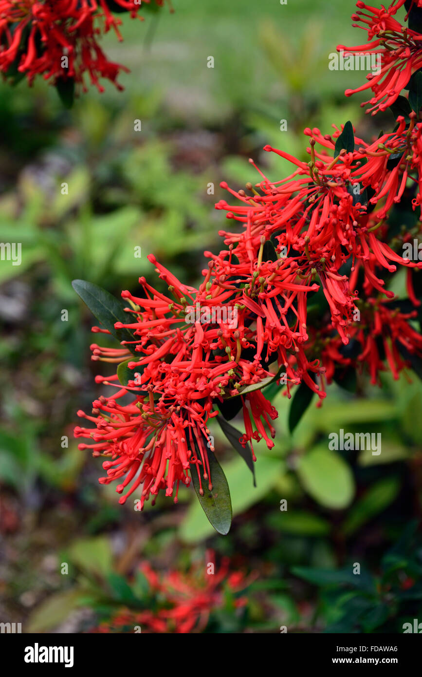 embothrium coccineum chilean fire bush red orange flowers flower