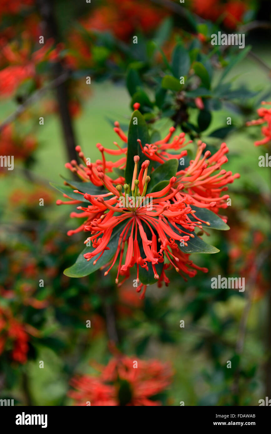 embothrium coccineum chliean fire bush red orange flowers flower