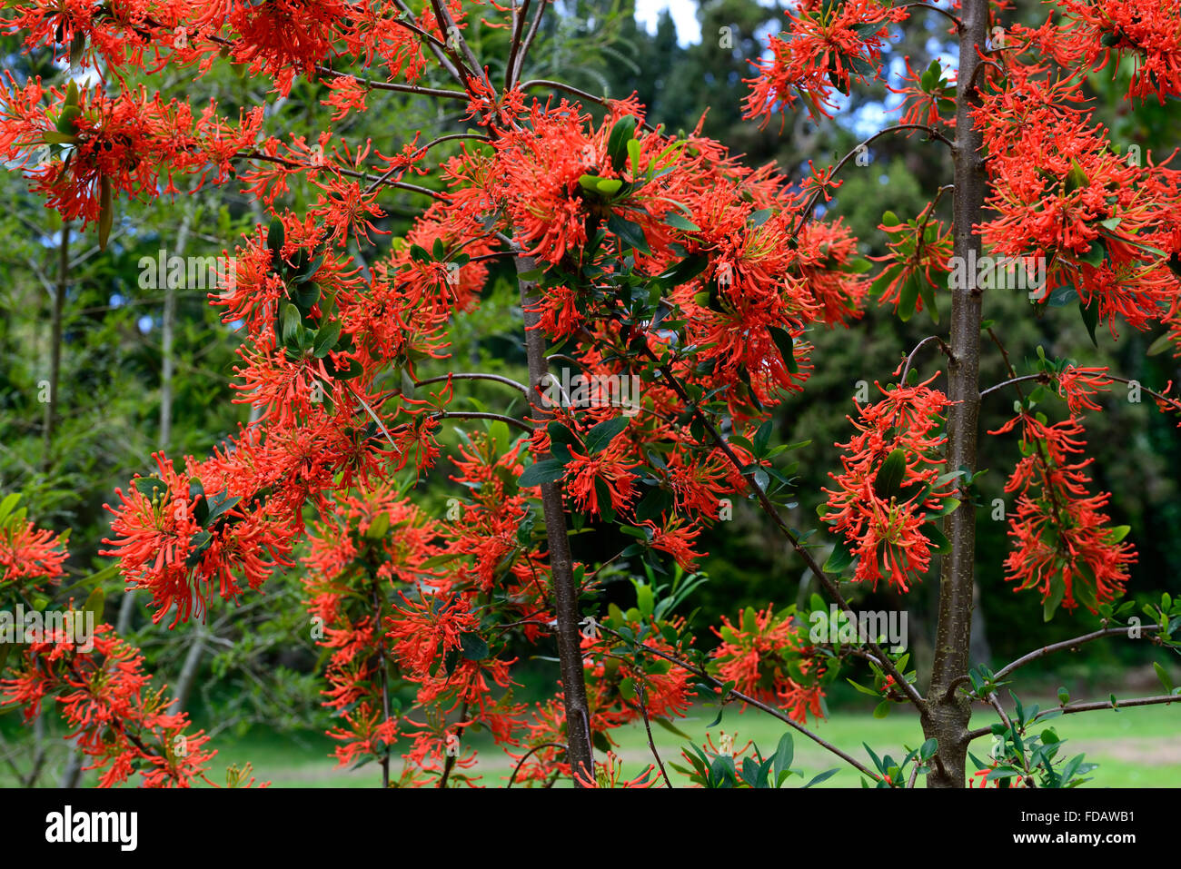 embothrium coccineum chliean fire bush red orange flowers flower flowering shrub shrubs tree trees exotic RM Floral Stock Photo