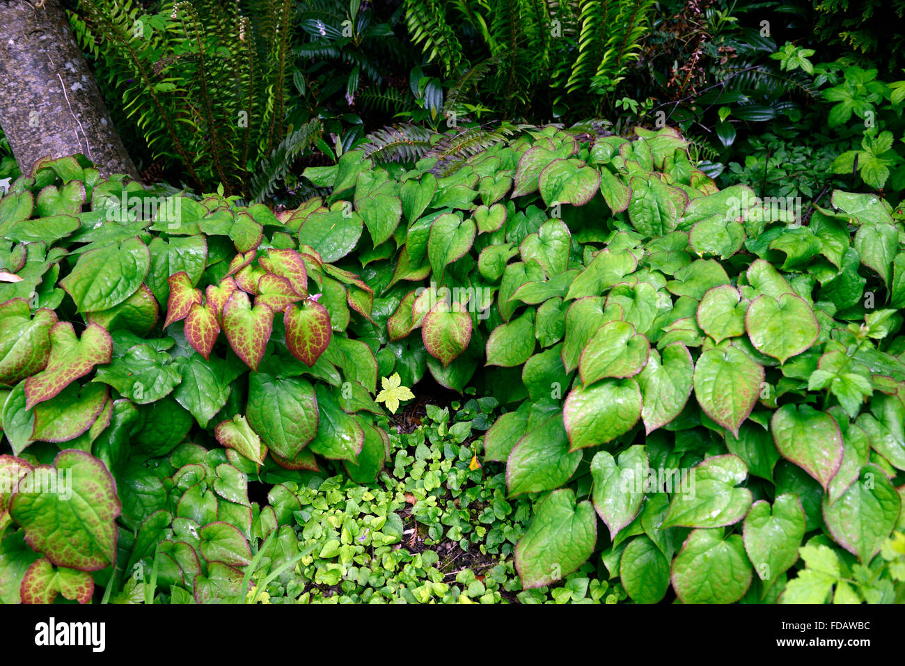 epimedium green foliage leaves shade shady shaded planting scheme green ground cover RM floral Stock Photo