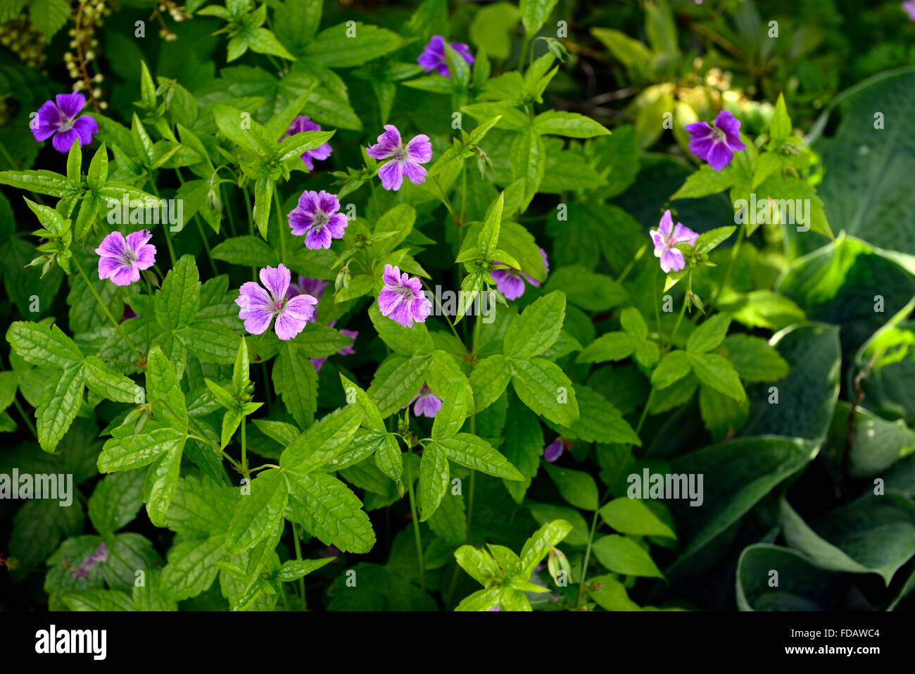 geranium wlassovianum pink purple white flowers flowering blooms closeups close-ups ups colours colors perennials RM Floral Stock Photo