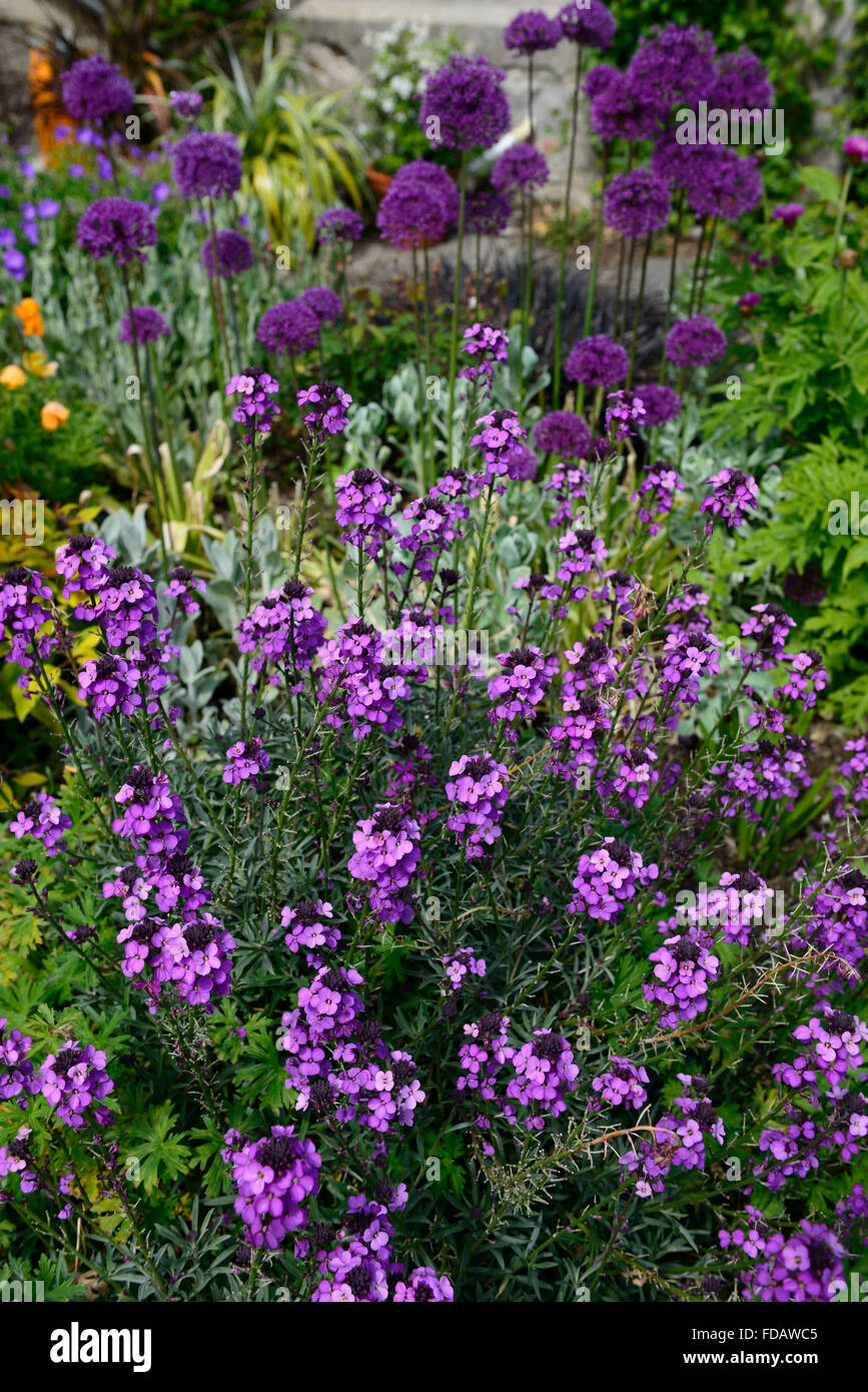 Hesperis Matronalis Allium Purple Flowers Flowering Spring Garden Bloom hesperis-matronalis-allium-purple-flowers-flowering-spring-garden-bloom