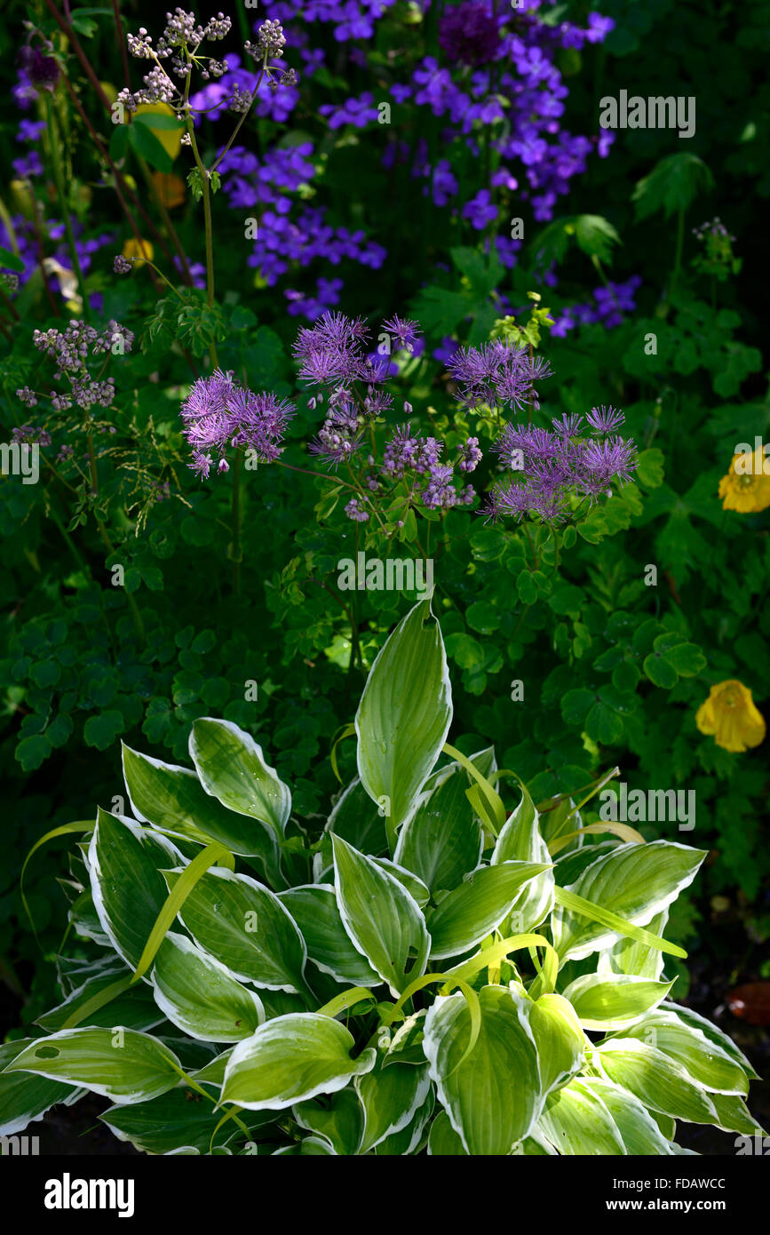 hosta aquilegia thalictrum meconopsis cambrica flowering spring woodland shade shady shaded garden RM Floral Stock Photo