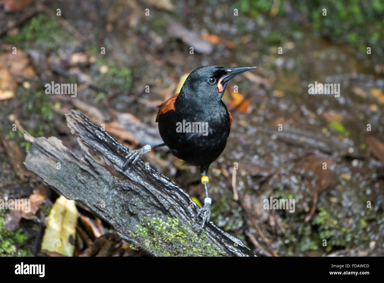 New Zealand, Marlborough Sounds, Queen Charlotte Sound, Motuara Island aka Motu Ara. Predator-free island bird reserve. Stock Photo