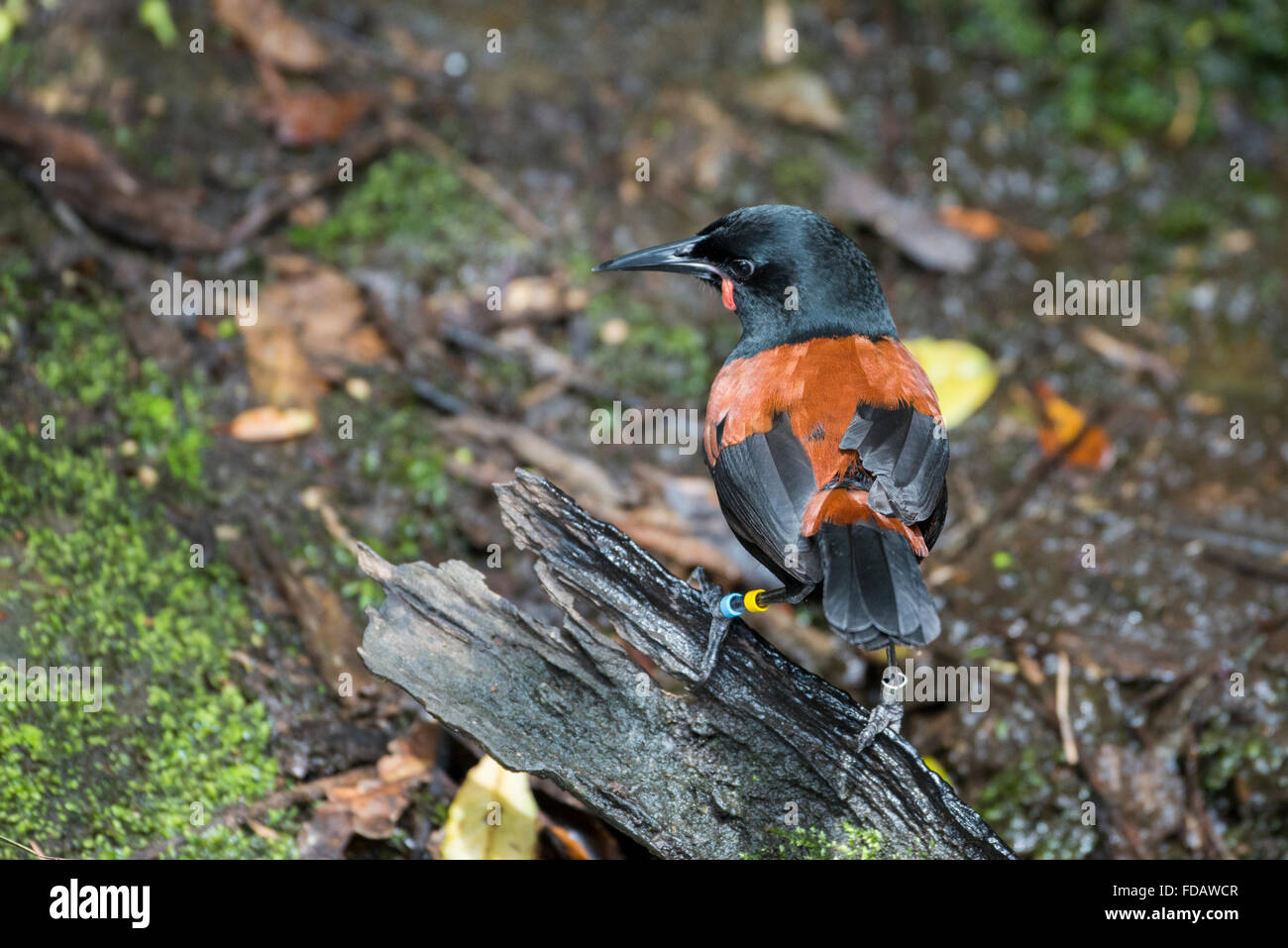 New Zealand, Marlborough Sounds, Queen Charlotte Sound, Motuara Island aka Motu Ara. Predator-free island bird reserve. Banded m Stock Photo