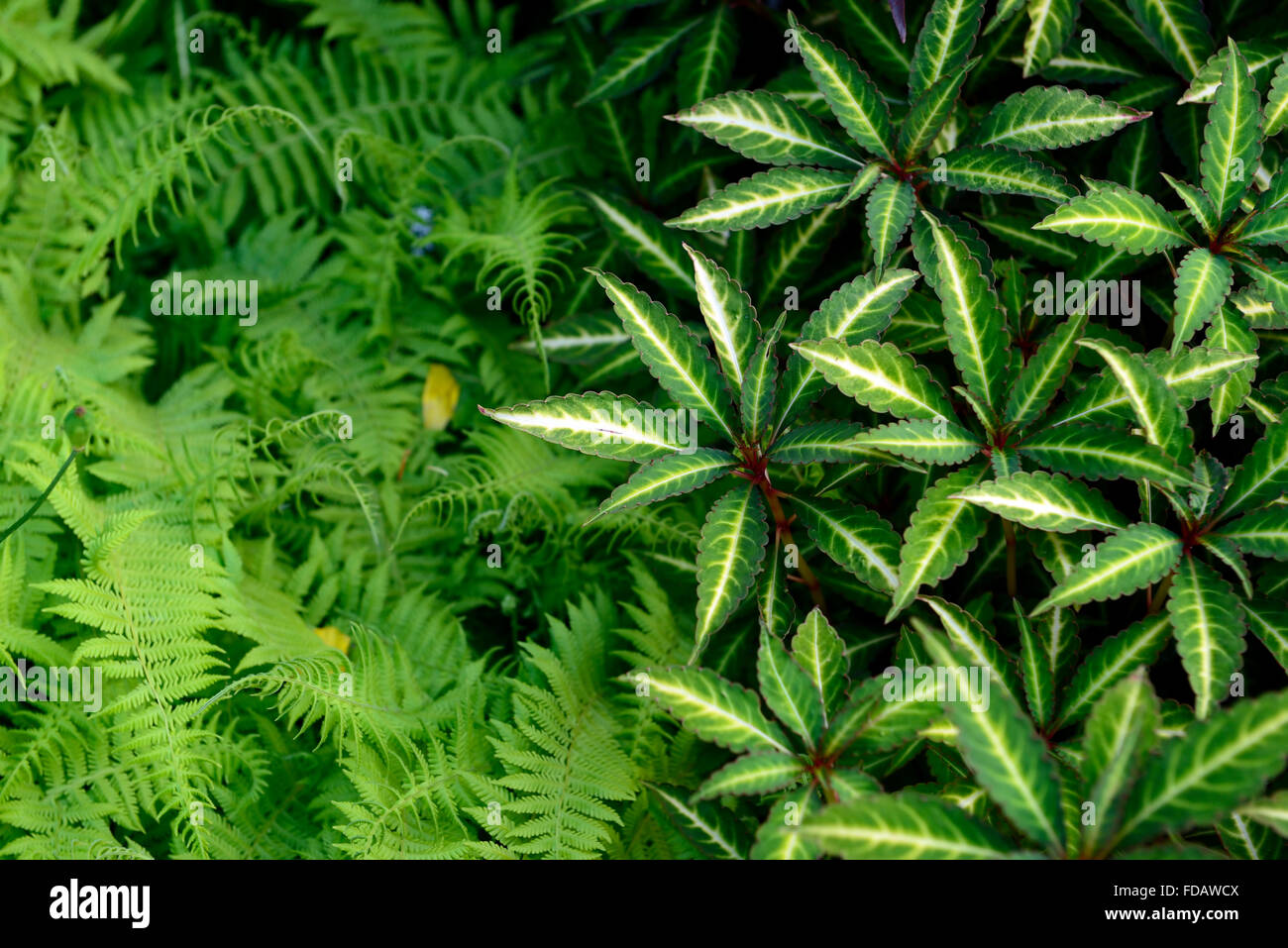 impatiens omeiana dryopteris fern green foliage leaves contrast planting combination scheme RM Floral Stock Photo