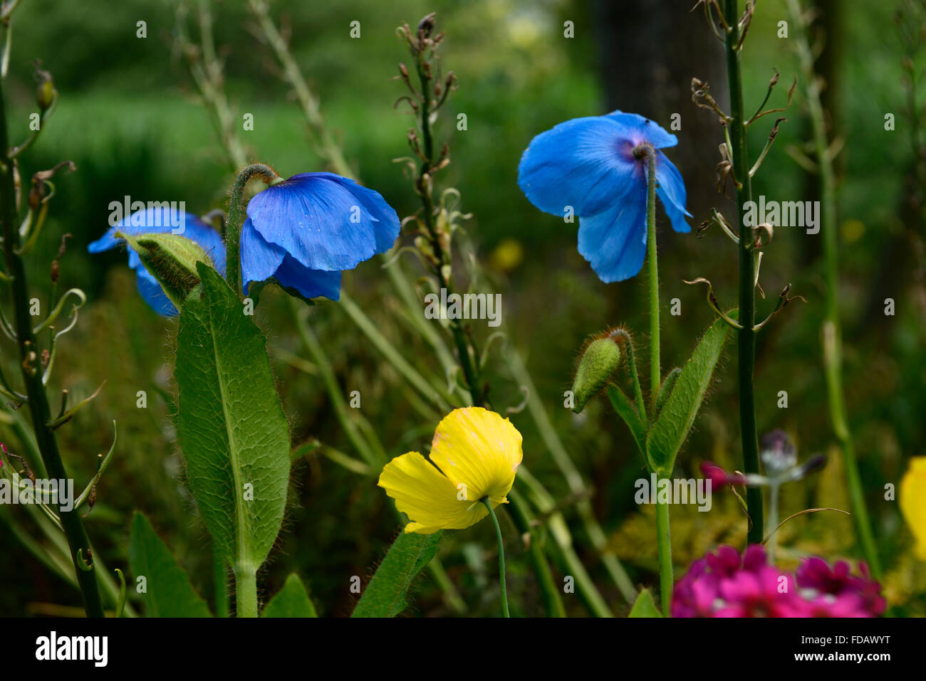 meconopsis cambrica grandis blue yellow poppy poppies spring flower flowers garden gardening RM Floral Stock Photo