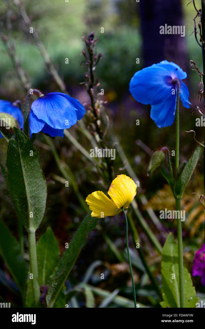 meconopsis cambrica grandis blue yellow poppy poppies spring flower flowers garden gardening RM Floral Stock Photo