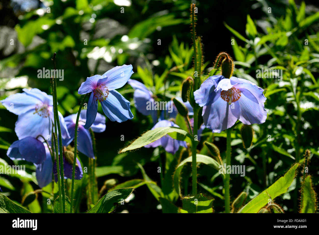 backlit meconopsis grandis blue poppy poppies spring flower flowers garden gardening RM Floral Stock Photo