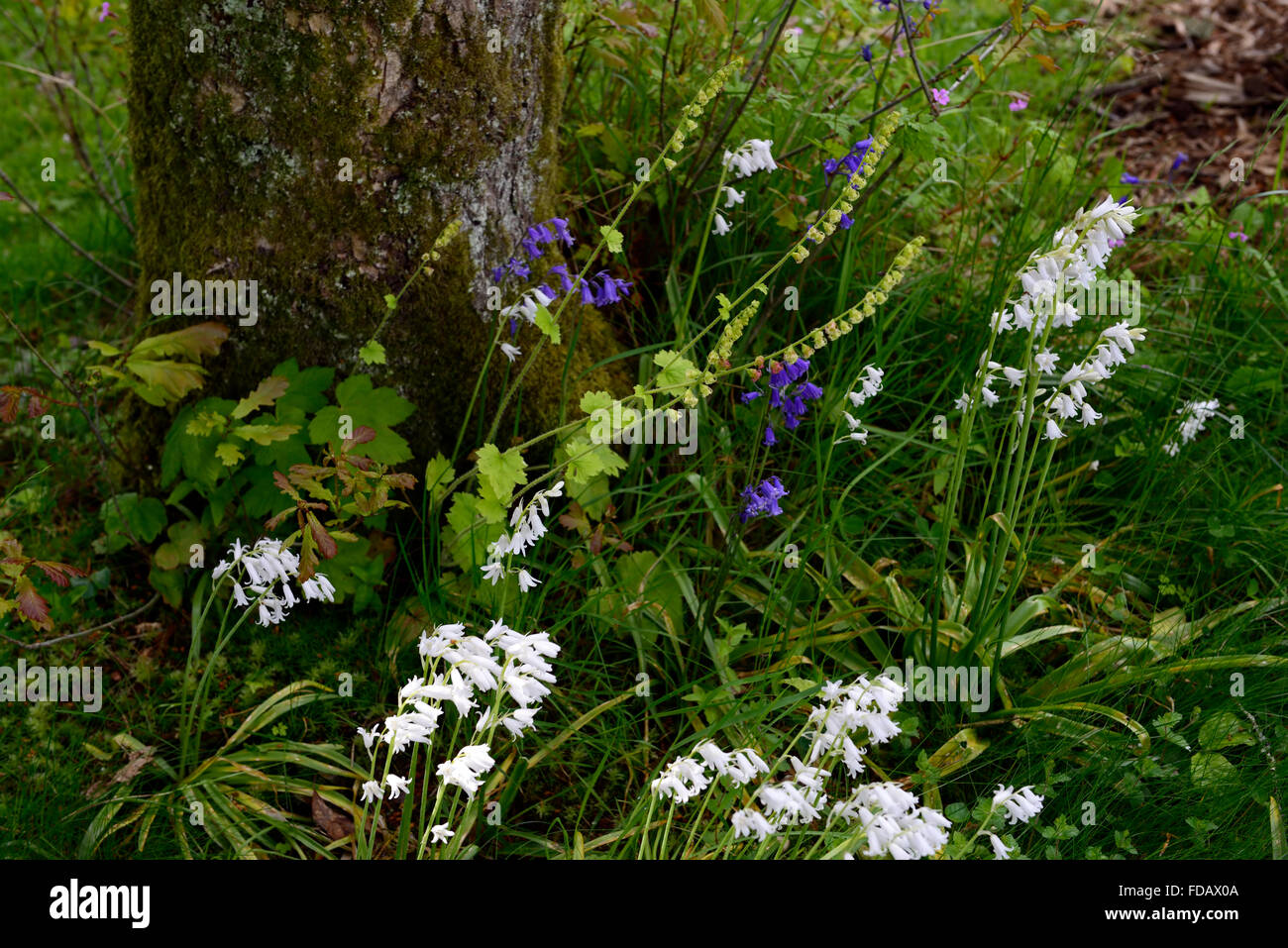 Mitella diphylla white bluebells spring shade garden gardening shady flowering woodland flowers blue white RM Floral Stock Photo