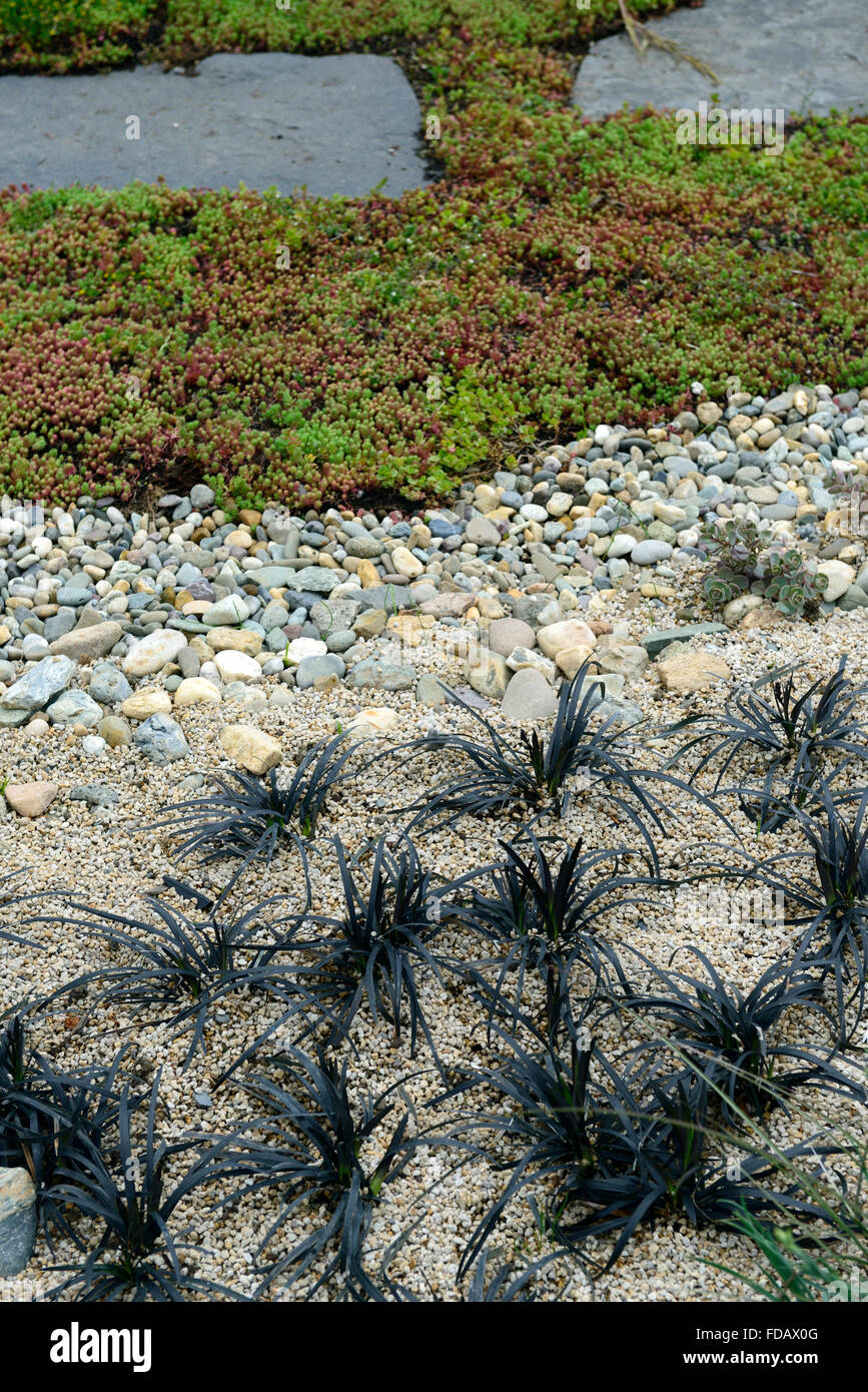 ophiopogon Sedum Groundcover seaside planting scheme drought tolerant low water garden gardening RM Floral Stock Photo