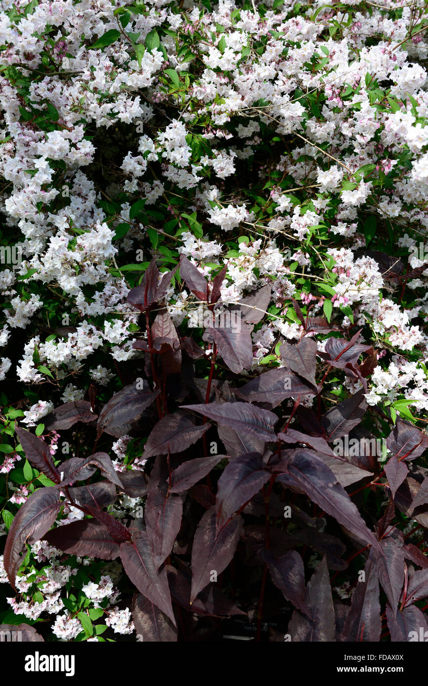 Persicaria microcephala red dragon deutzia white flowers flowering spring combination contrast garden gardening RM Floral Stock Photo