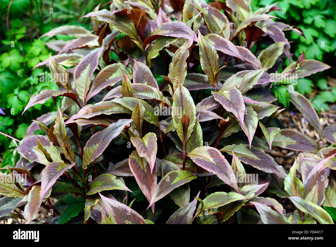 persicaria virginiana var filiformis compton's form purple green patterned foliage striking plant leaves perennial Stock Photo