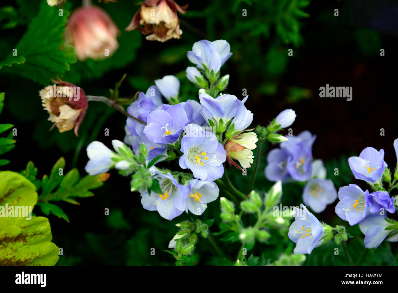 polemonium northern lights scented Jacob's Ladder blue flower flowers sterile perennial flowering RM Floral Stock Photo