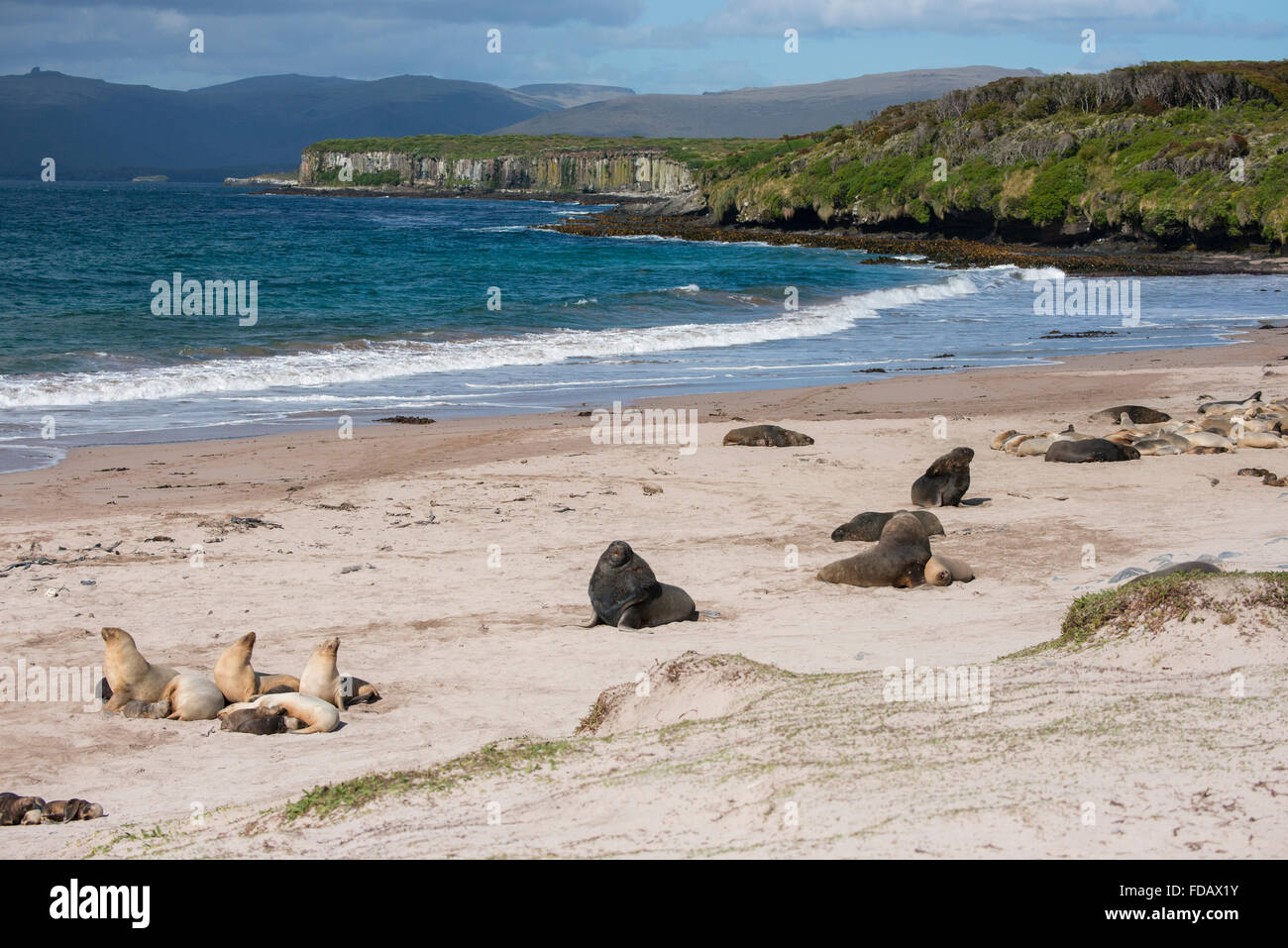 New Zealand, Auckland Islands, South Pacific Ocean, Enderby Island, Sandy Bay. New Zealand sea lion (Phocarctos hookeri). Stock Photo