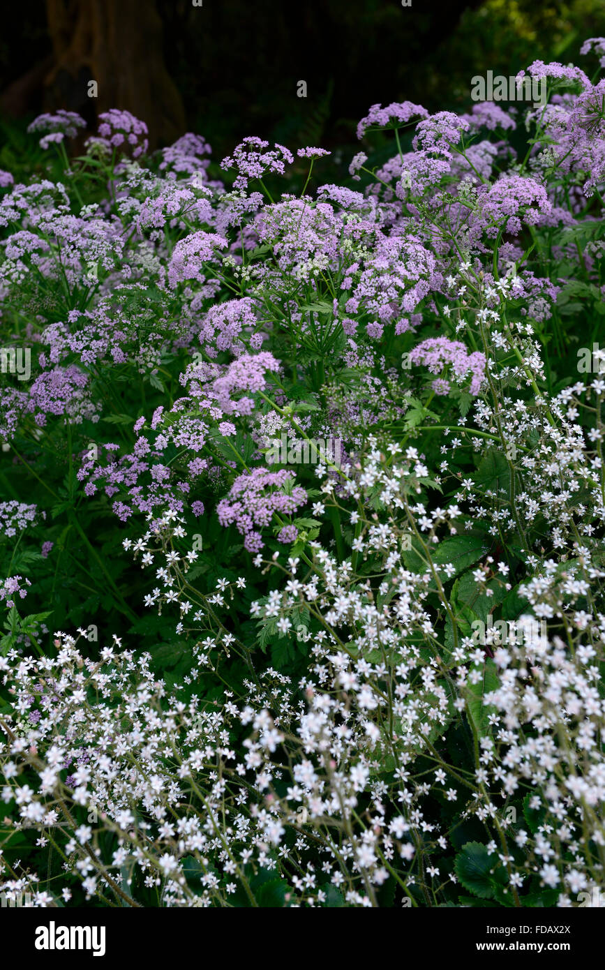 saxifraga hirsuta chaerophyllum hirsutum roseum pink white flower flowers flowering combination hairy chervil shade shady shaded Stock Photo