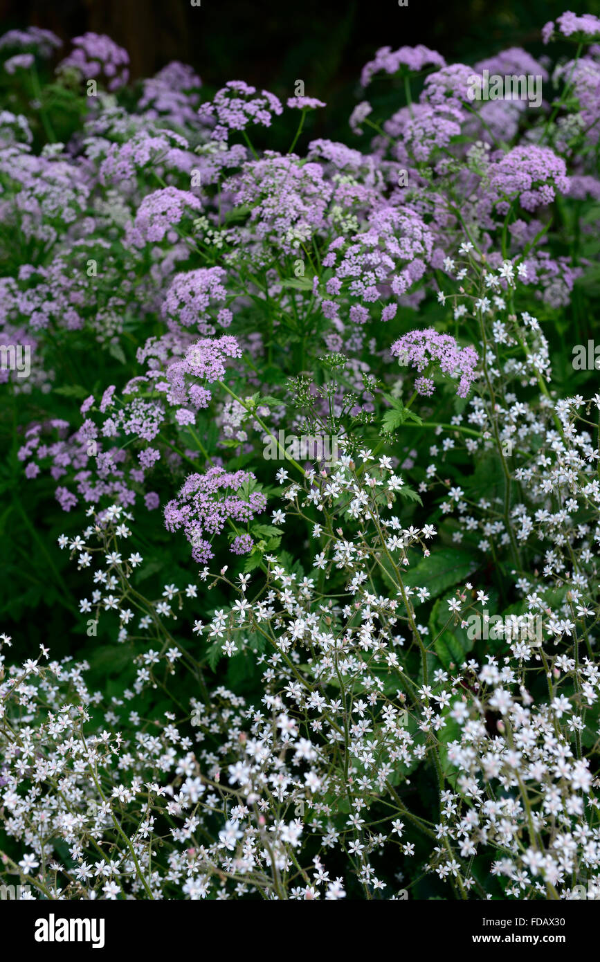 saxifraga hirsuta chaerophyllum hirsutum roseum pink white flower flowers flowering combination hairy chervil shade shady shaded Stock Photo