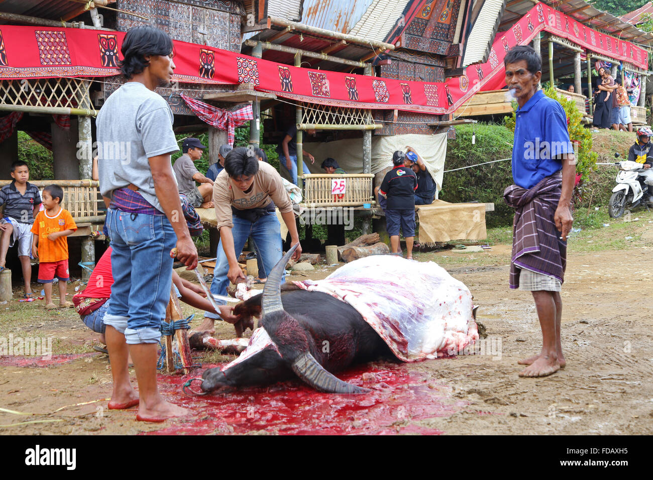 Animal sacrifice as part of funeral in Tana Toraja, Sulawesi, Indonesia Stock Photo
