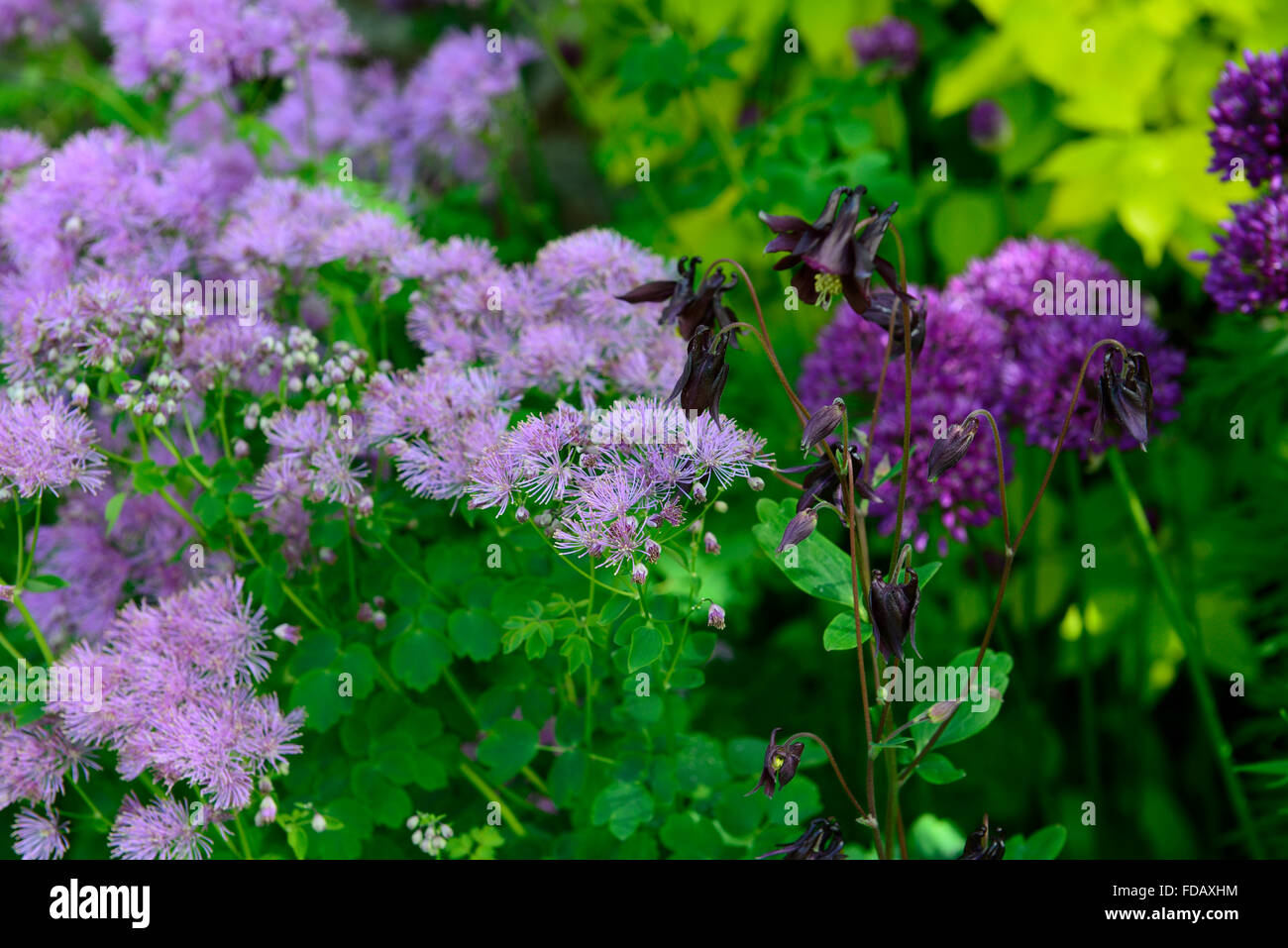 Thalictrum aquilegifolium aquilegia vulgaris purple flower flowers spring planting combination garden gardening RM Floral Stock Photo