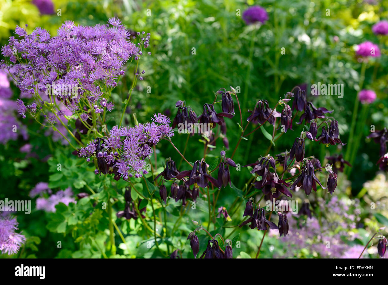 Thalictrum aquilegifolium aquilegia vulgaris purple flower flowers spring planting combination garden gardening RM Floral Stock Photo