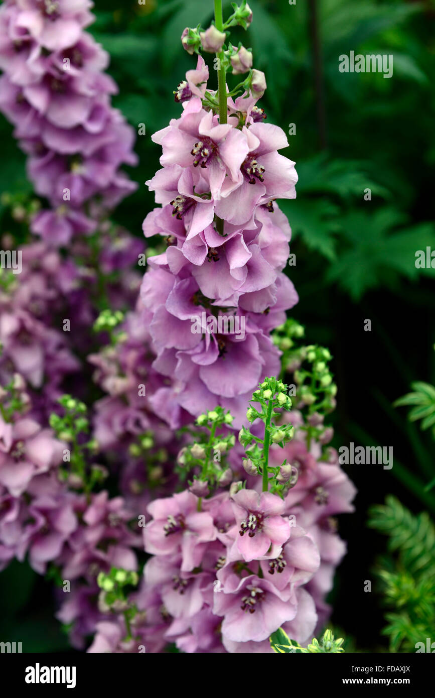 verbascum lavender lass mullein purple flowers flower mulleins perennial perennials flowering summer RM Floral Stock Photo