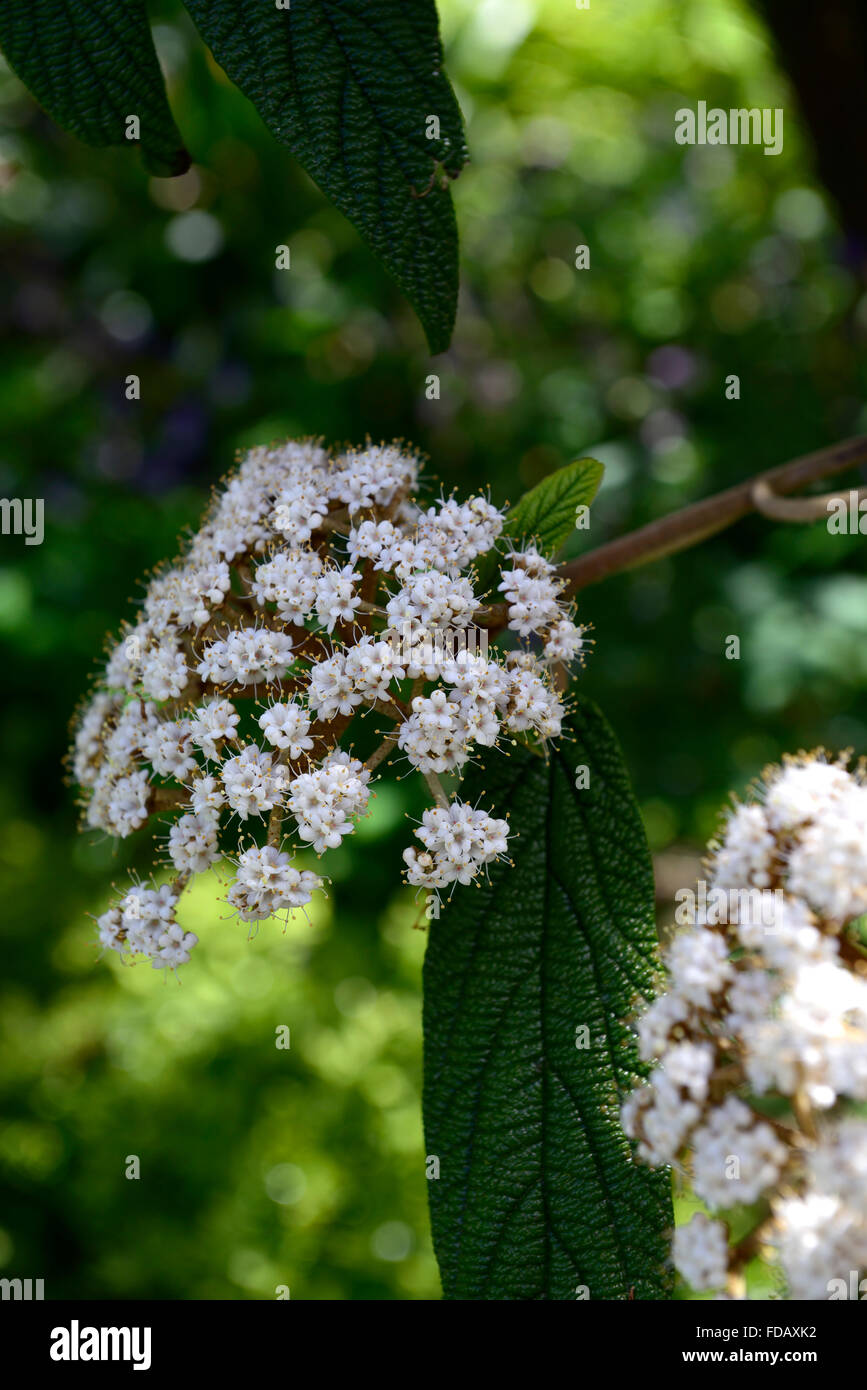 viburnum rhytidophyllum white flower flowers flowering evergreen green