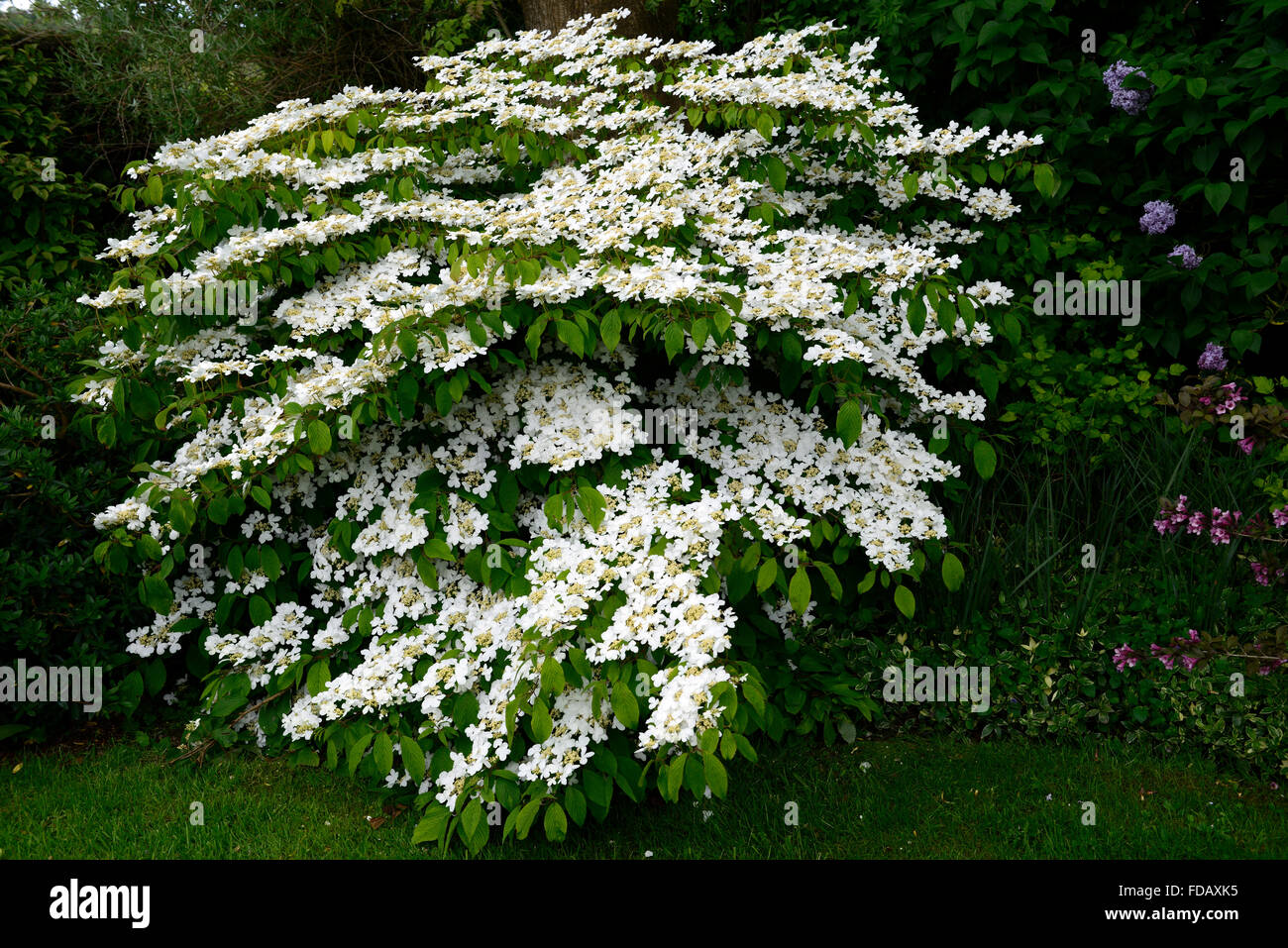 viburnum plicatum tomentosum mariesii agm Doublefile Viburnum white flower flowers shrub shrubs flowering spring RM Floral Stock Photo