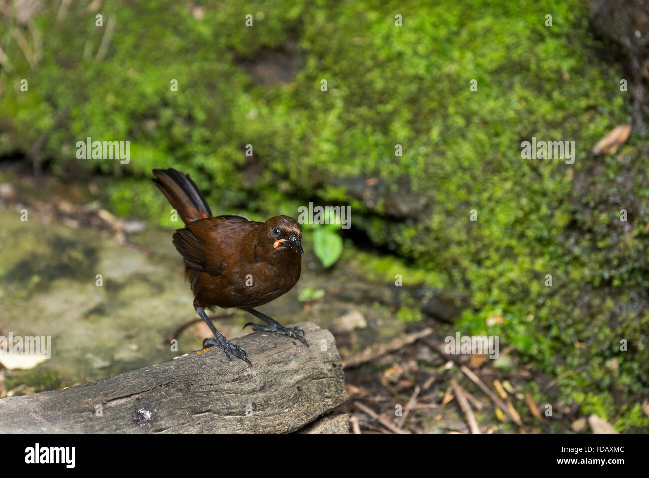 New Zealand, Marlborough Sounds, Queen Charlotte Sound, Motuara Island. This DOC-managed, predator-free island bird reserve. Stock Photo