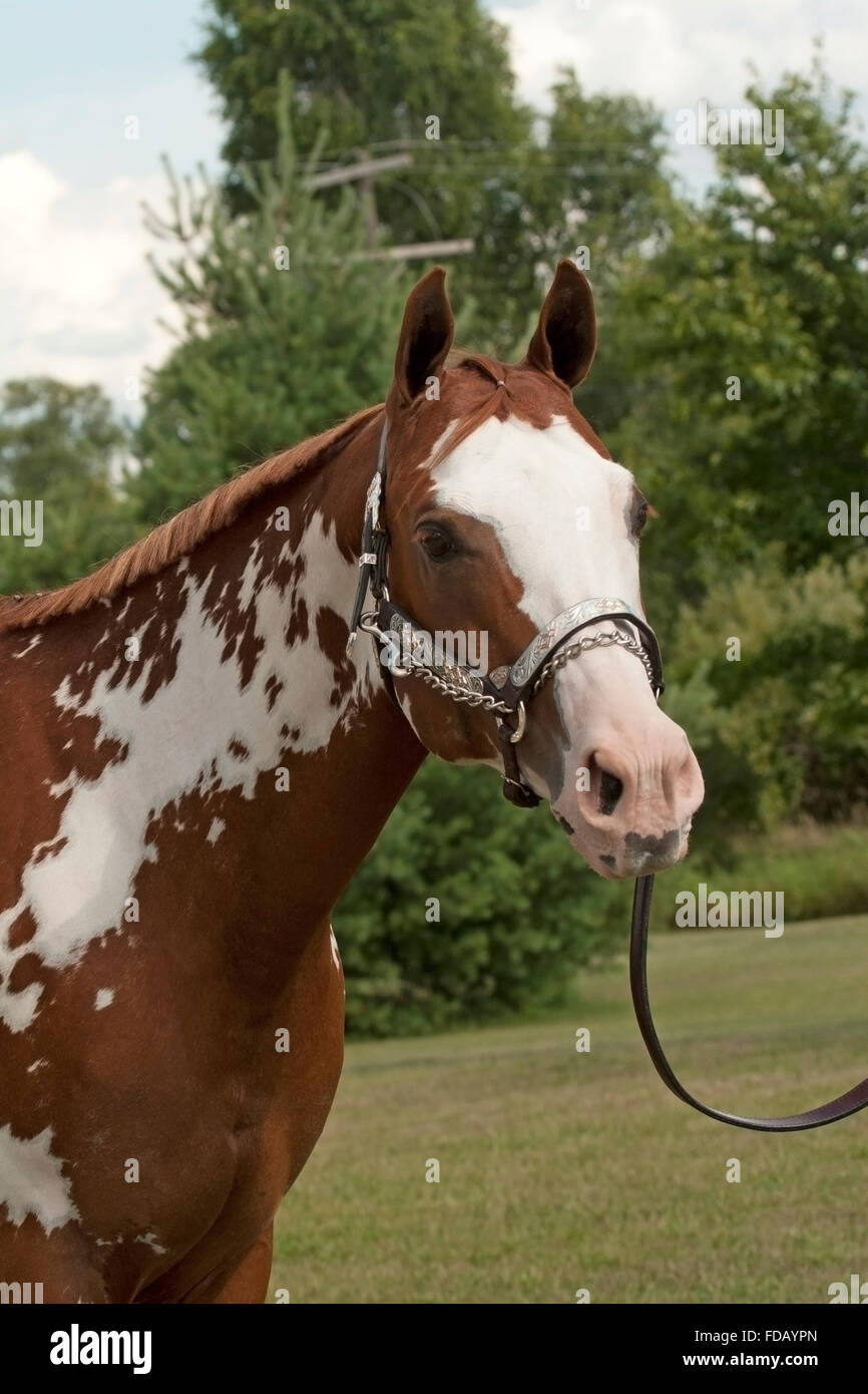 Portrait of chestnut overo paint horse Stock Photo Alamy