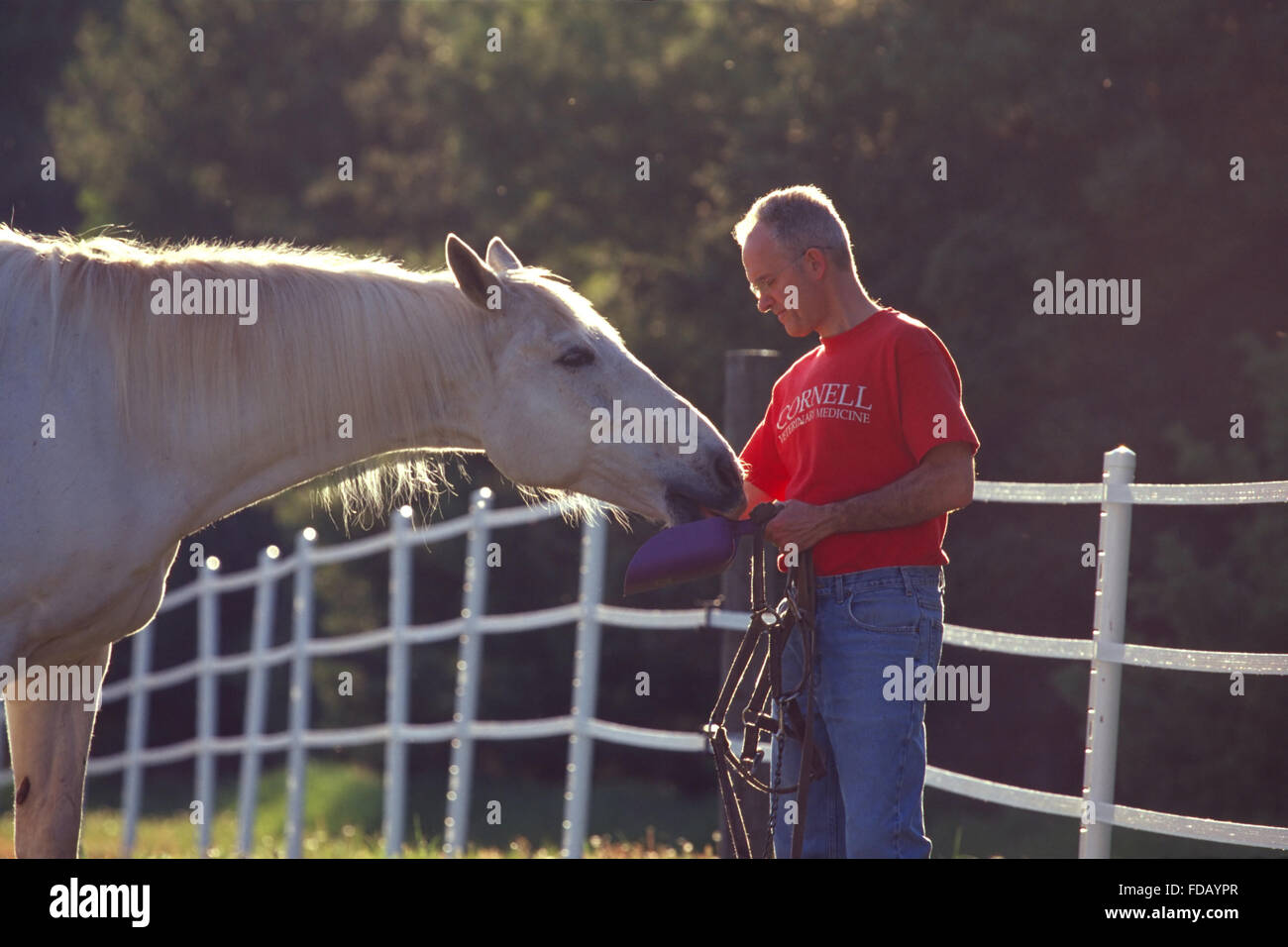 Man uses treats to catch horse in pasture Stock Photo Alamy