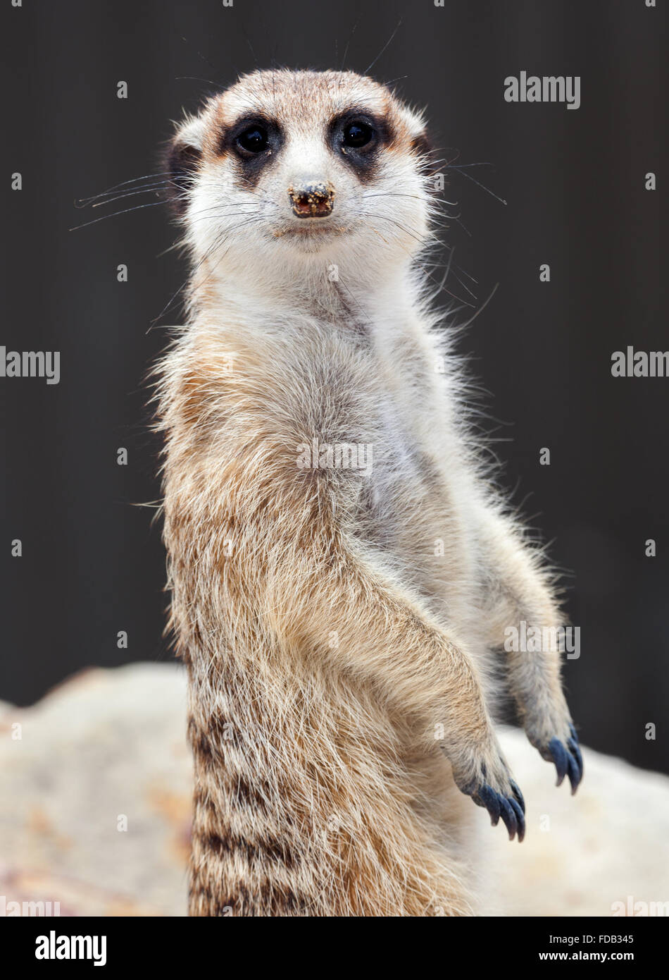 meerkat on guard duty Stock Photo