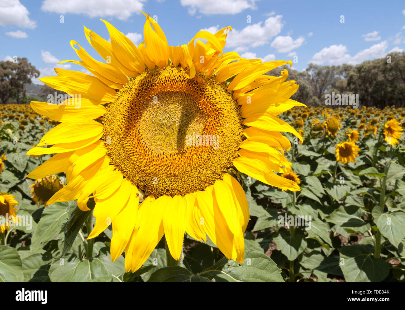 sunflowers in New South Wales, Quirindi region Stock Photo
