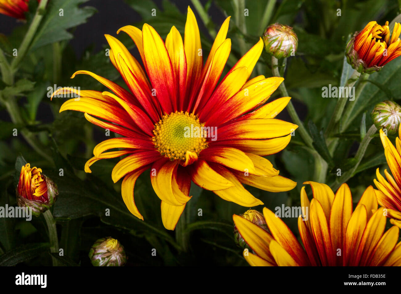 Gazania is a genus of flowering plants in the family Asteraceae, native to Southern Africa.  They produce large, daisy-like comp Stock Photo