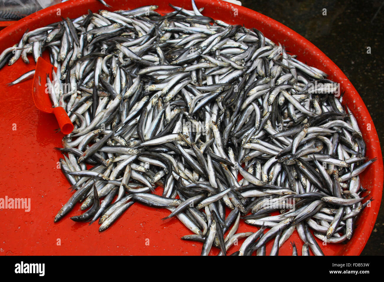 dried sprats bulk
