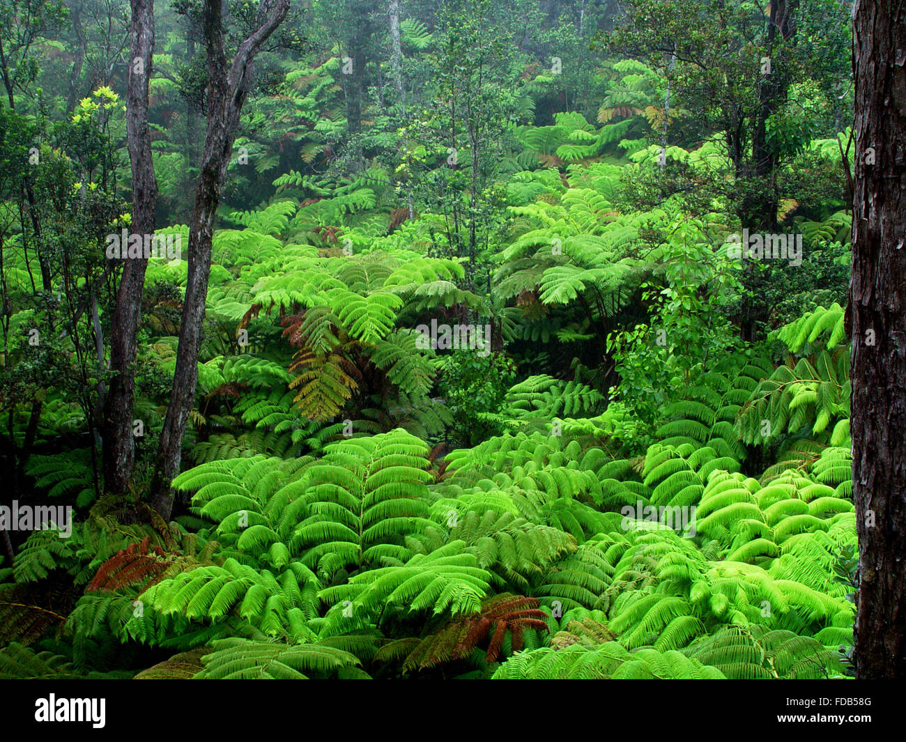 Tropical, green, lush rainforests from around the world Stock Photo - Alamy