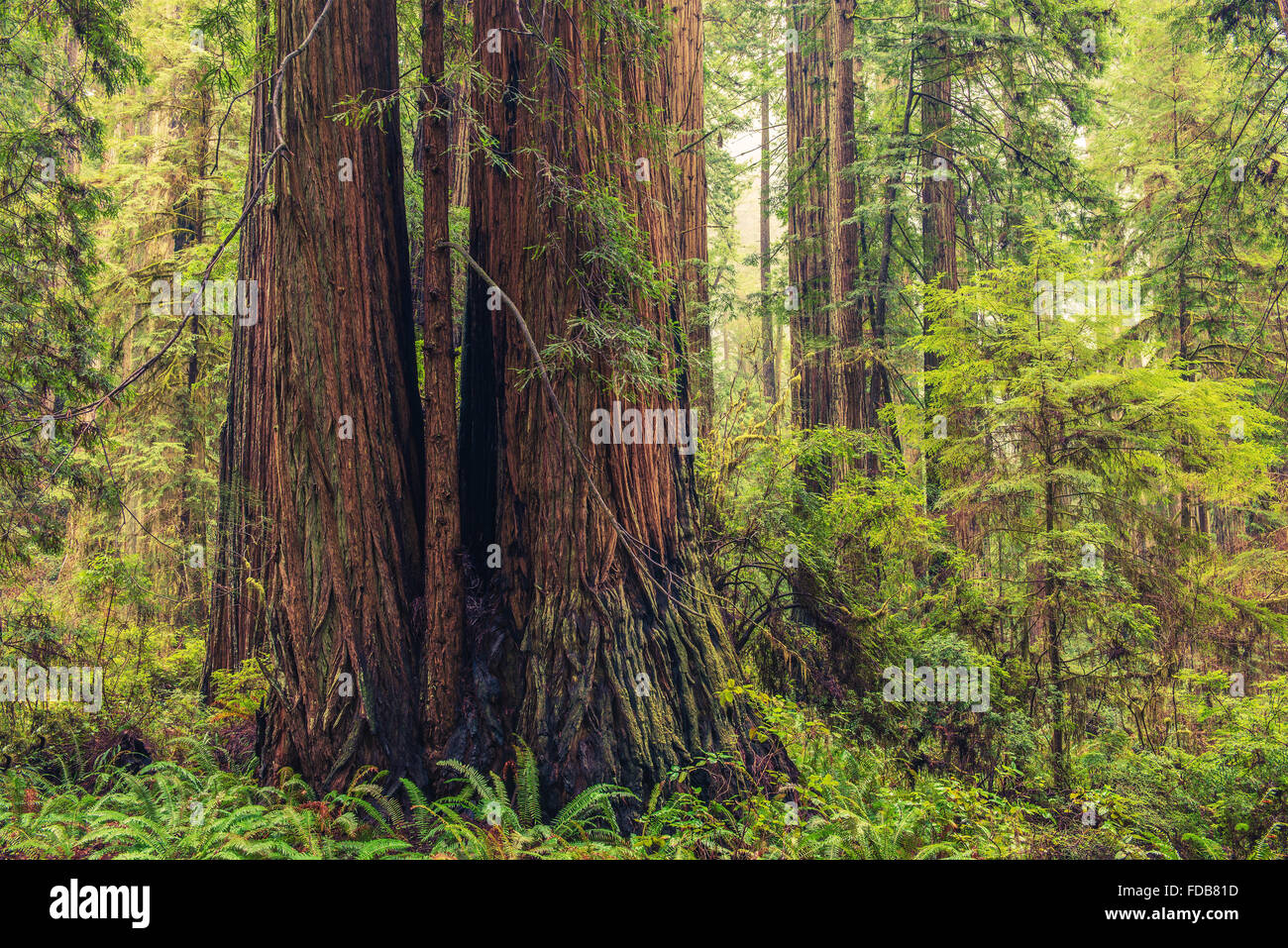 Coastal Redwood Forest. Thousands Years Old Trees in the Redwood National Park. Stock Photo