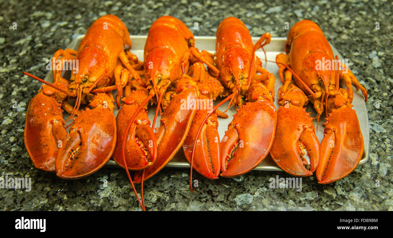 Lobster seafood hires stock photography and images Alamy