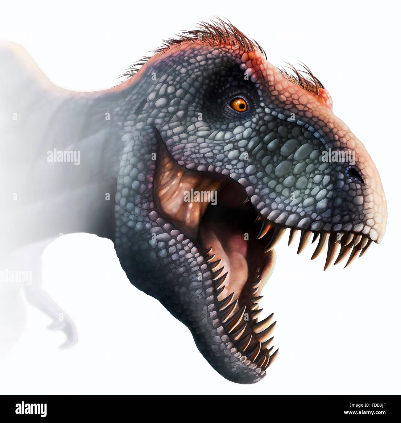 Tyrannosaurus rex head, illustration. This dinosaur lived in North America from about 70 million years ago until the extinction of the dinosaurs some 5 million years later. The head is heavily built, to withstand impacts with prey animals, and has the sharp teeth of a predator. T. rex is thought to have been a scavenger as well as a hunter. Among the largest carnivorous dinosaurs, T. rex was up to 6 metres tall and weighed as much as 7 tonnes.The animal is depicted with brown feathers, although whether it had them in real life is speculative. Stock Photo