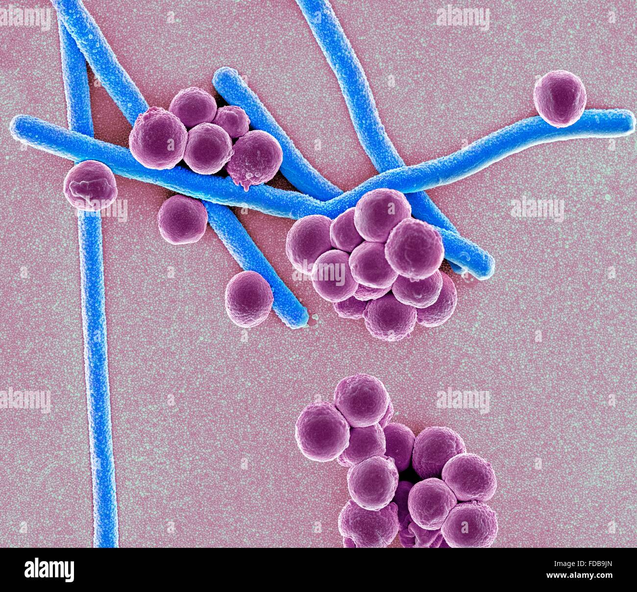 Coloured scanning electron micrograph (SEM) of rod-shaped (bacillus) and round (coccus) bacteria. Stock Photo
