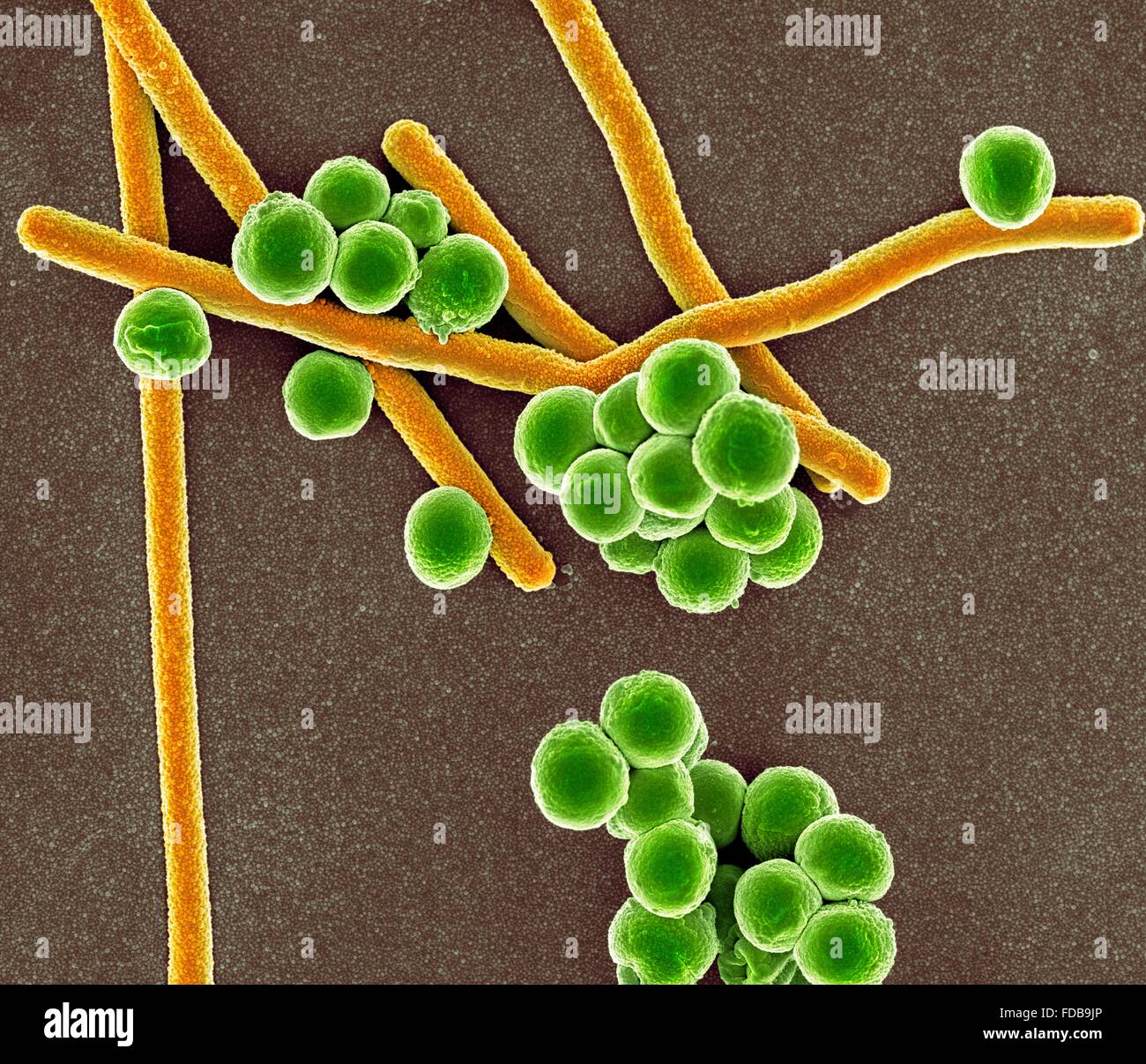 Coloured scanning electron micrograph (SEM) of rod-shaped (bacillus) and round (coccus) bacteria. Stock Photo