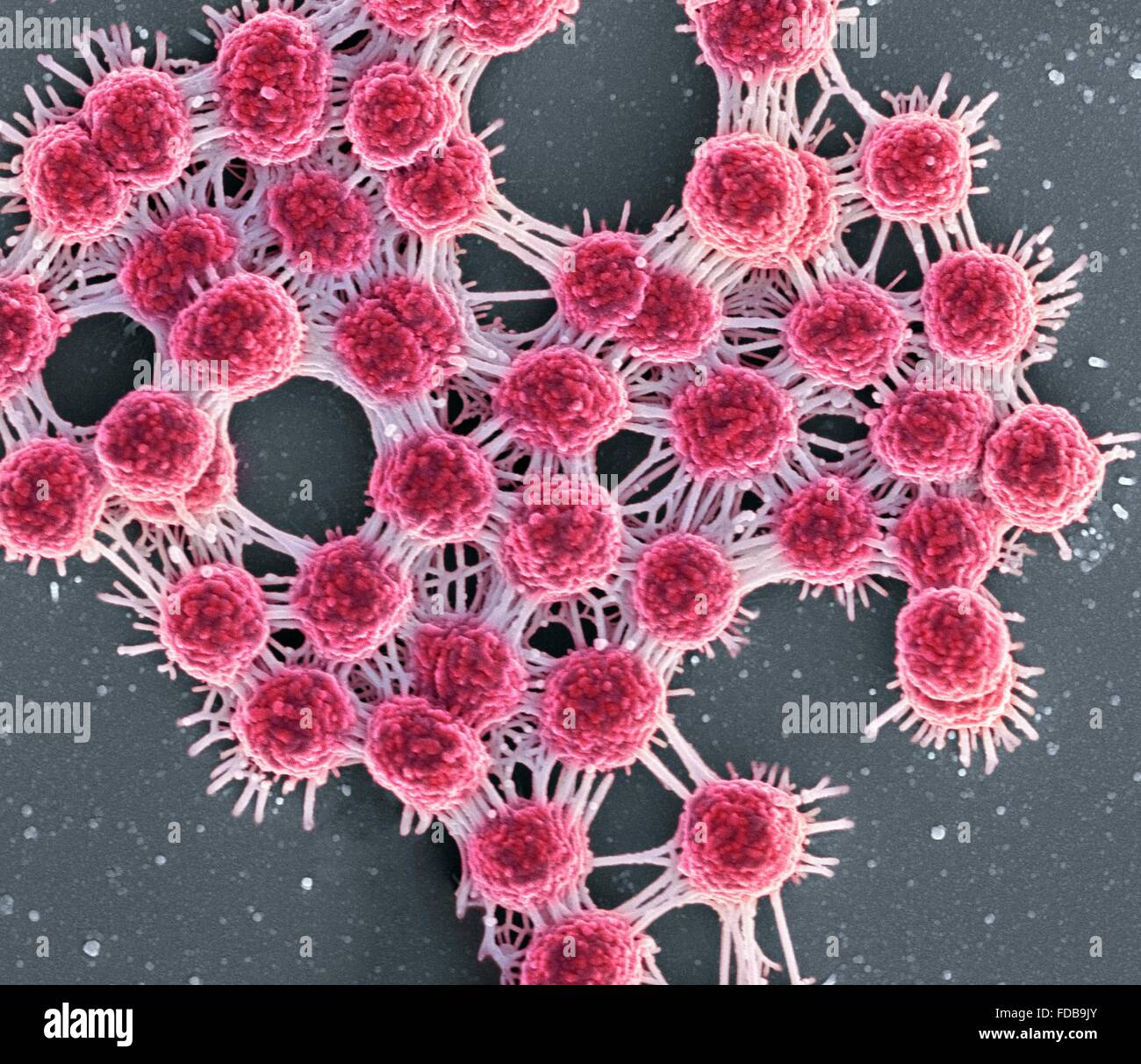 Saliva and bacteria. Coloured scanning electron micrograph (SEM) of a bacterial biofilm from saliva. This cluster of round bacteria (cocci) are linked together by stands of eDNA (extracellular deoxyribonucleic acid). The eDNA helps the biofilm to adhere to oral surfaces and contributes to antimicrobial resistance. Stock Photo