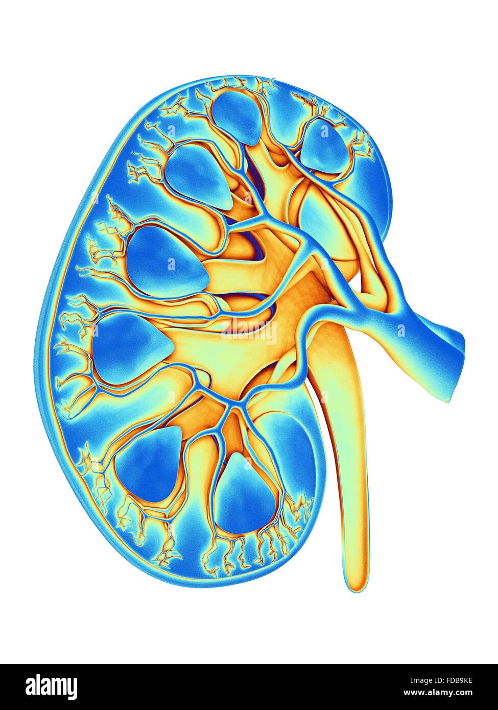 Kidney. Coloured computer artwork of of a section through a whole