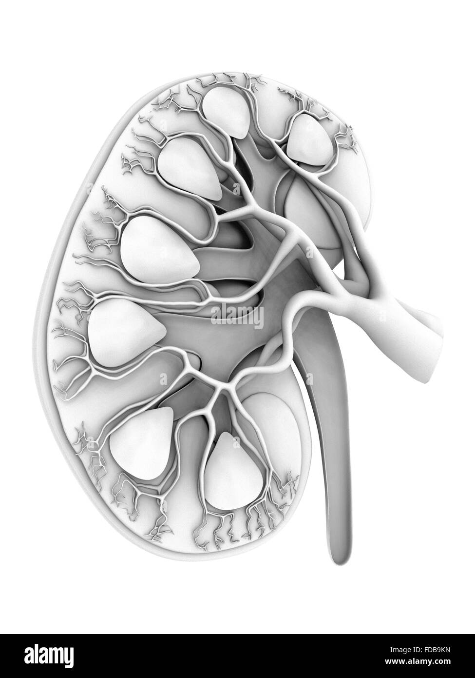 Kidney. Computer artwork of of a section through a whole healthy human