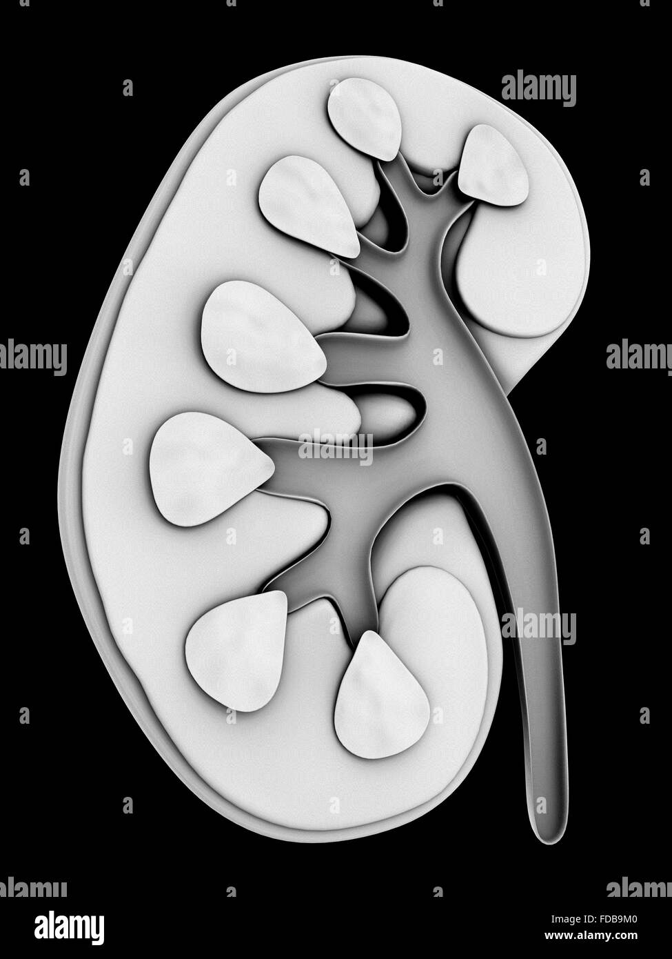 Kidney. Computer artwork of of a section through a whole healthy human