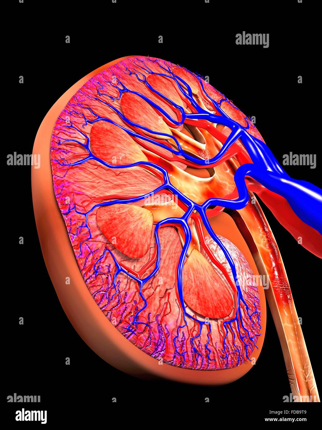 Kidney. Computer artwork of of a section through a whole healthy human