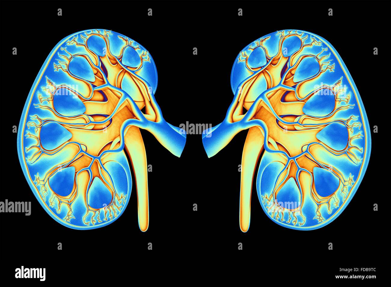 Kidneys. Coloured computer artwork of of a section through healthy
