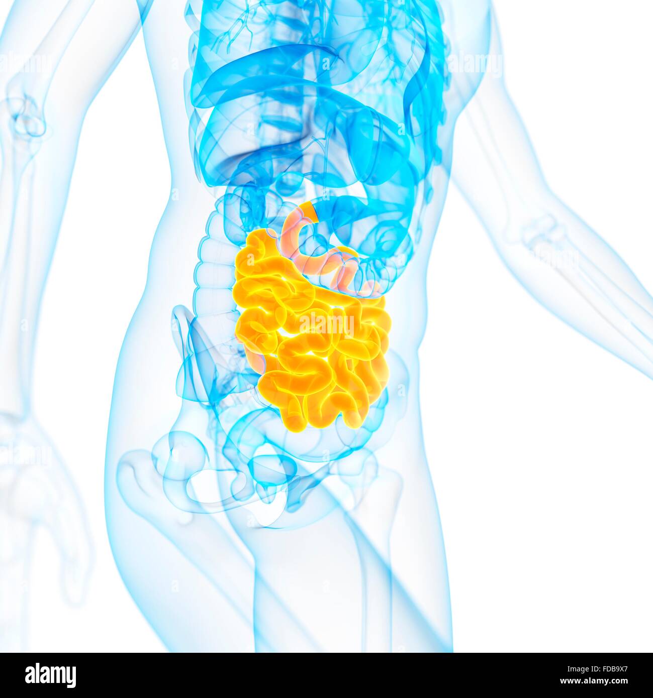 Human Small Intestine Color/image Human small intestine, illustration Stock Photo - Alamy