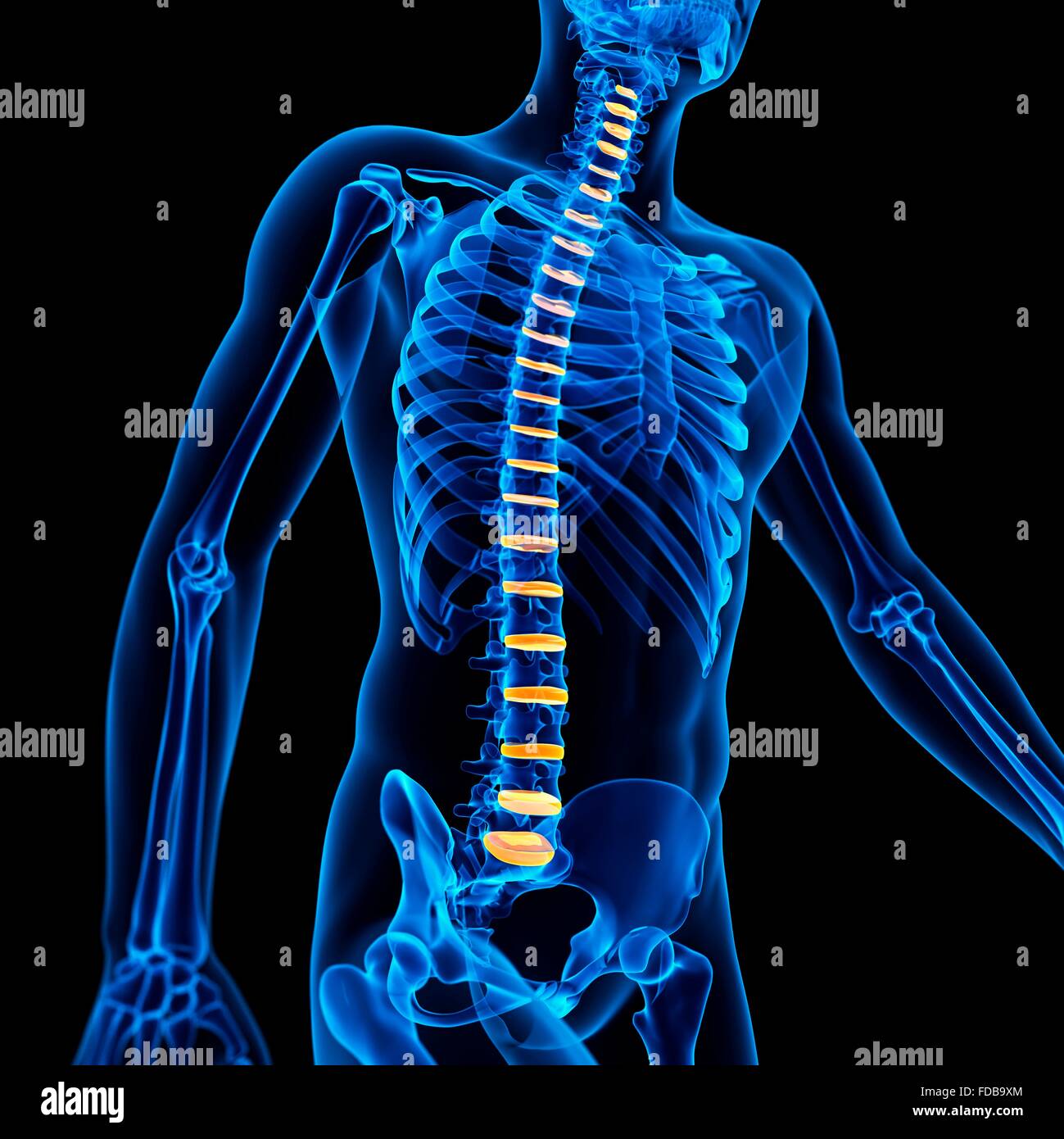 Human Intervertebral Discs In The Spine Illustration Stock Photo Alamy