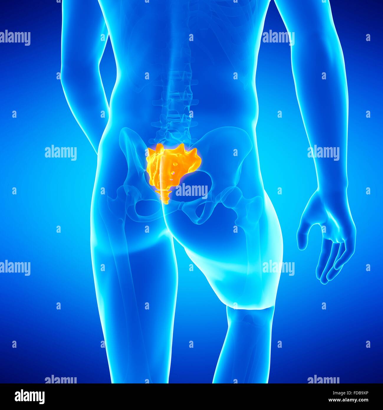 Human sacrum, illustration. Stock Photo